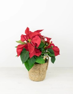 Euphorbia pulcherrima 2