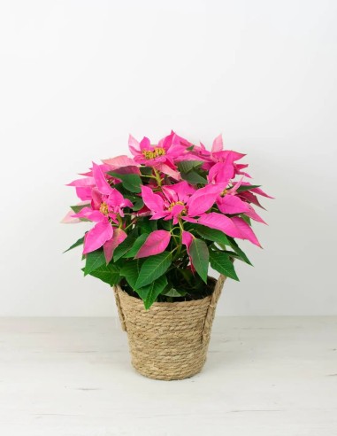 POINSETTIA - PLANTA DE NAVIDAD