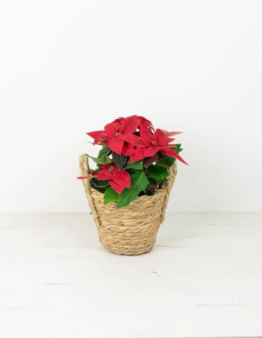 POINSETTIA - PLANTA DE NAVIDAD