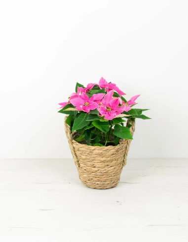 POINSETTIA - PLANTA DE NAVIDAD