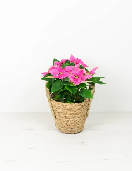 POINSETTIA - PLANTA DE NAVIDAD