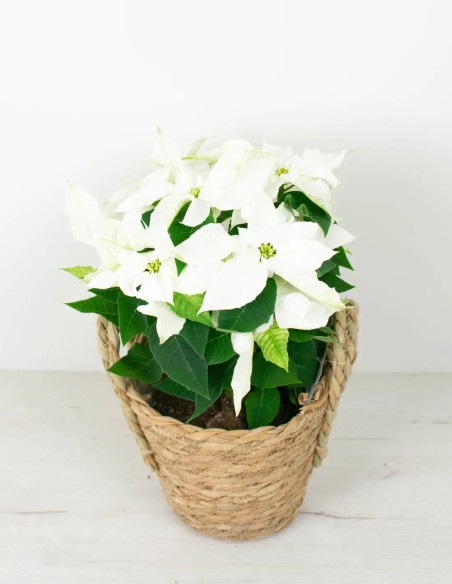 POINSETTIA - PLANTA DE NAVIDAD