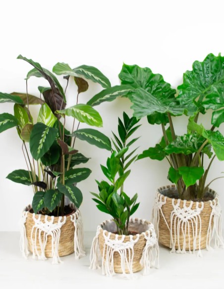 Cubre macetas macrame