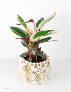 Stromanthe Triostar venta