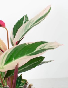 Stromanthe Triostar venta 2