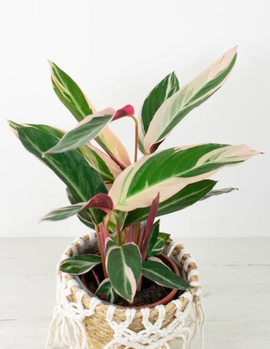 Oferta Stromanthe Triostar