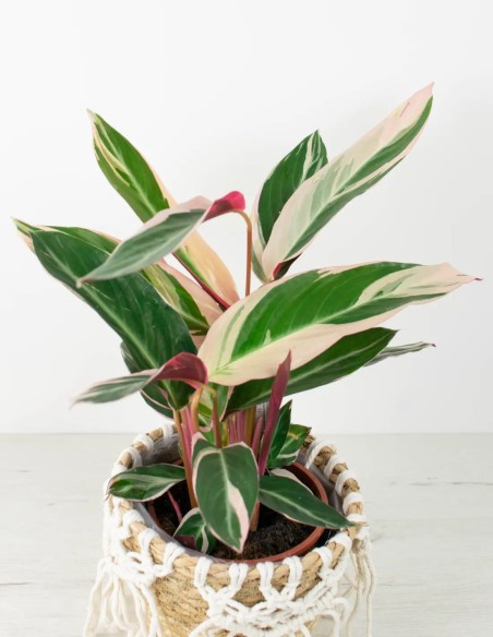 Oferta Stromanthe Triostar