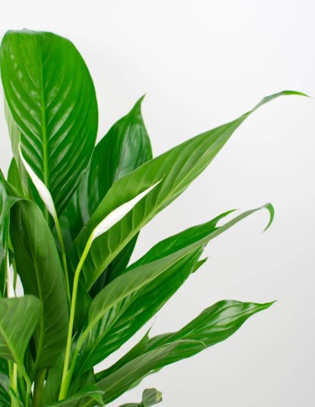 Spathiphyllum Lirio de la Paz