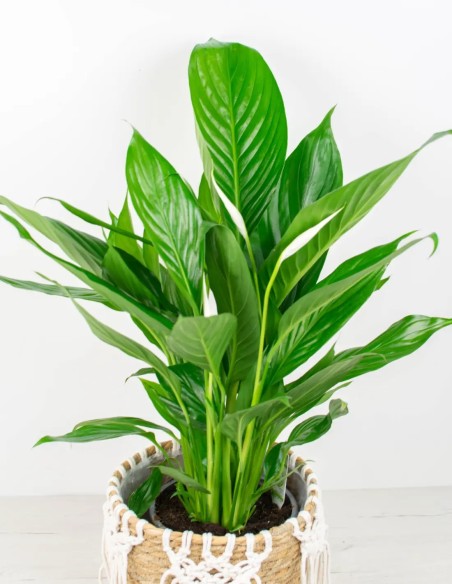 Spathiphyllum venta