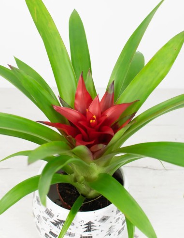 Compra Guzmania
