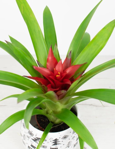 Compra Guzmania