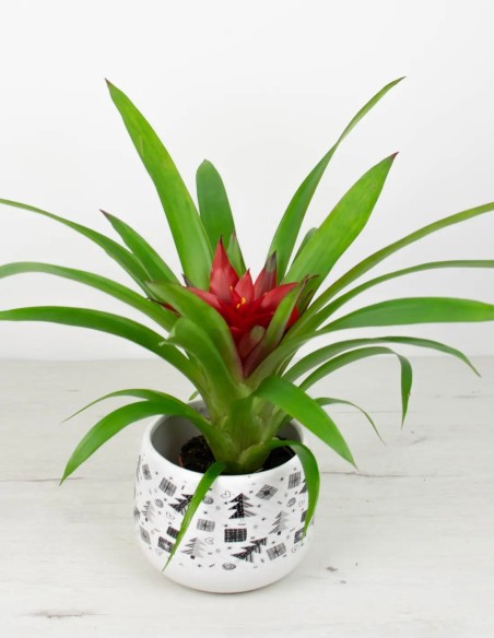 Guzmania venta