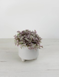 comprar callisia pink lady