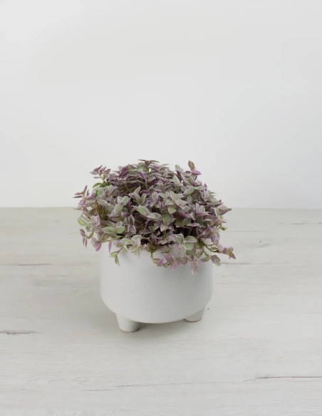 comprar callisia pink lady