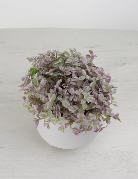 venta online callisia repens