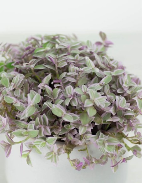 hojas callisia repens