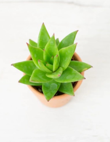 Echeveria encanto natural