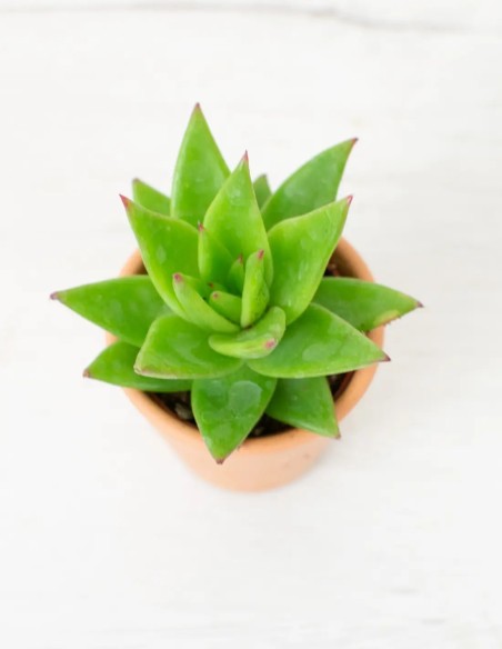 Echeveria encanto natural