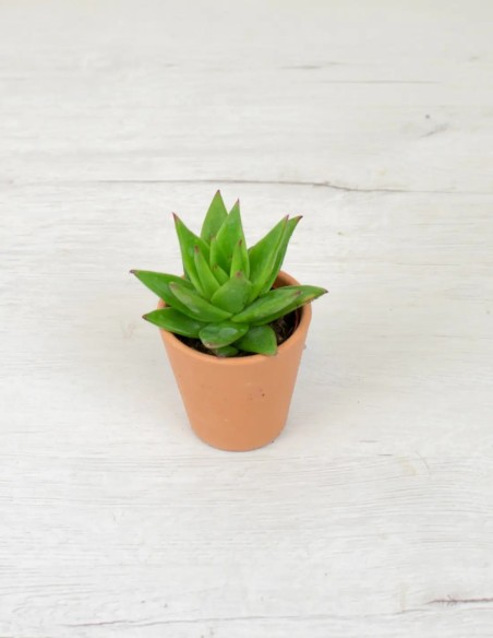 toque natural con echeveria