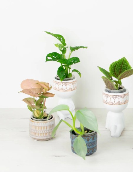 planta mini de interior sorpresa