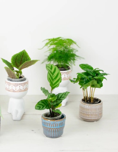 planta sorpresa venta