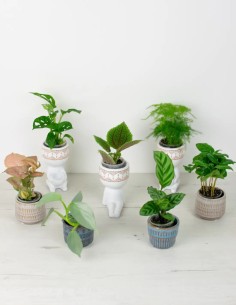 comprar caja misteriosa plantas