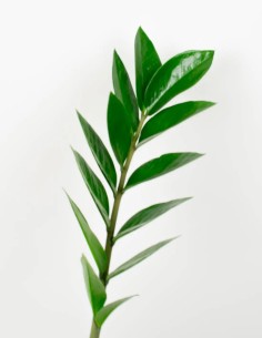 Compra zamioculca zamiifolia en linea 2