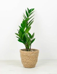 Compra zamioculca zamiifolia en linea