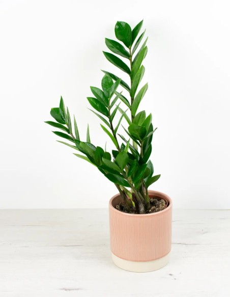 comprar cubremacetas rosa