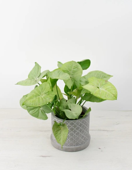 Syngonium Confetti: Tu Toque Personal de Elegancia Verde