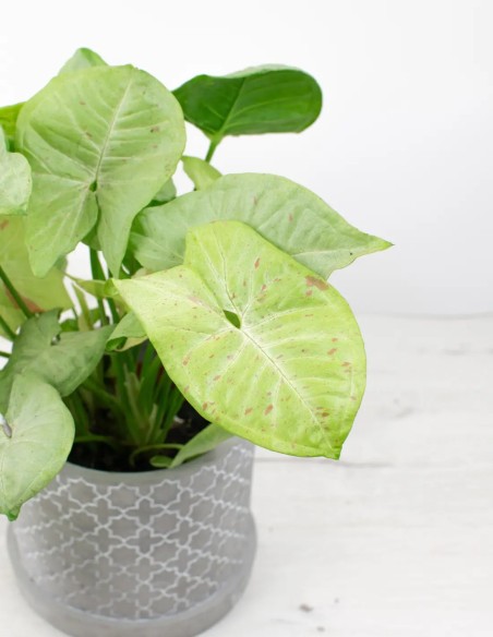 Syngonium Confetti: Eleva tu Decoración con este Toque Trendy