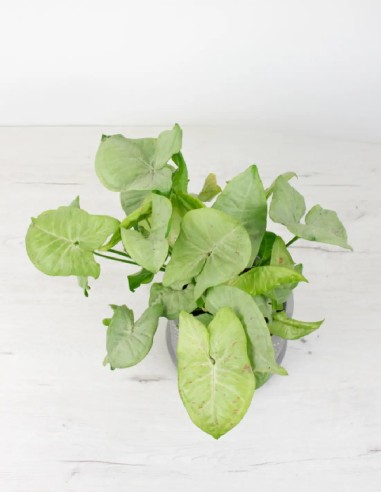 Comprar Syngonium podophyllum 'Confetti': Tu Opción para un Hogar Vibrante