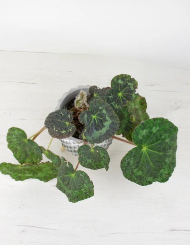 Hoja a Hoja: Explorando la Intrincada Maravilla de la Begonia Rex Sizemorea