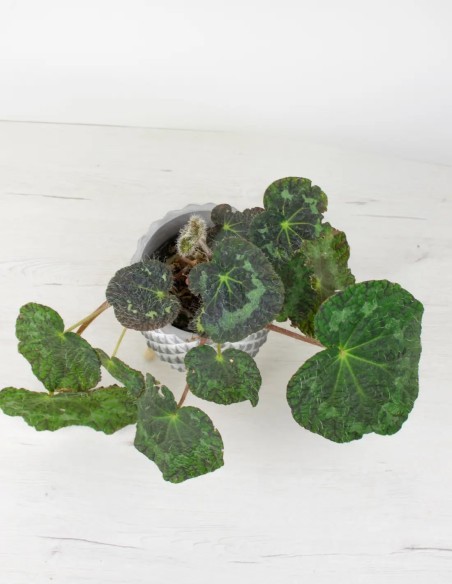 Hoja a Hoja: Explorando la Intrincada Maravilla de la Begonia Rex Sizemorea