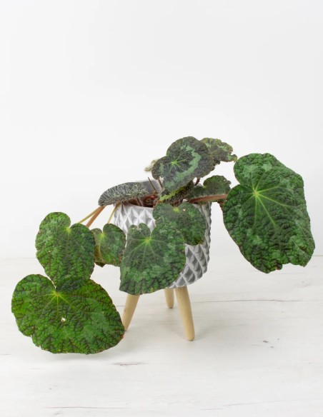 Descubre la Elegancia Natural: Begonia Rex Sizemorea en Todo su Esplendor