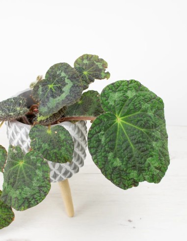 Crea un Oasis en Casa: La Belleza Inigualable de la Begonia Rex Sizemorea