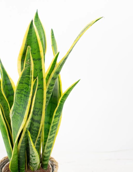 Vida con Estilo: La Belleza Única de la Sansevieria Laurentii o lengua de suegra