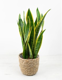 Cubremacetas en Cuerda Cattai: Dale un Toque Bohemio a tus Plantas 2