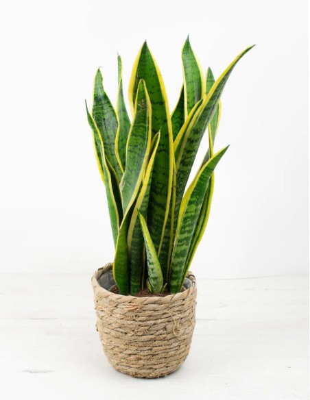 Eleva tu Espacio Verde: Conoce el Accesorio de Moda para Macetas