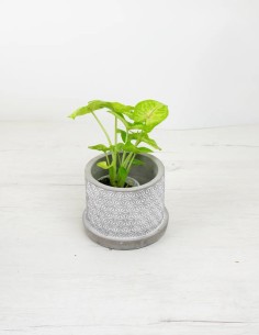 Estilo Moderno: Cubremacetas de Cemento Gris en tu Espacio Verde 2