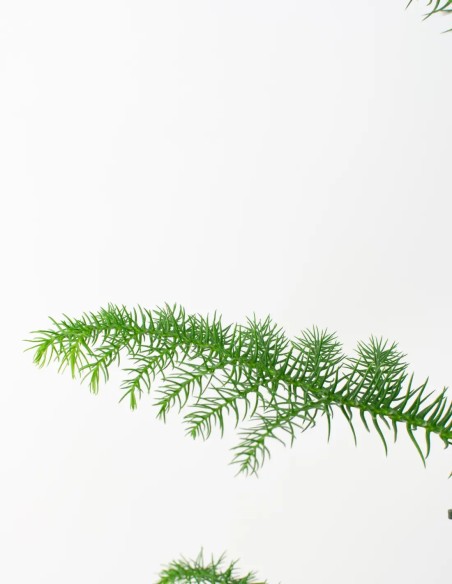 araucaria-heterophylla-planta-interior