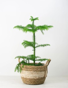 araucaria-heterophylla-pino-norfolk