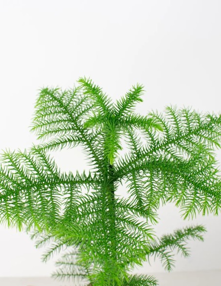 araucaria-heterophylla-planta-decorativa