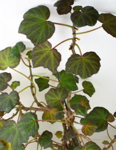Vibrante y Verde: Begonia Boomer en Foco