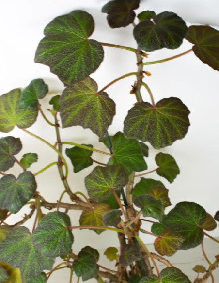 Vibrante y Verde: Begonia Boomer en Foco
