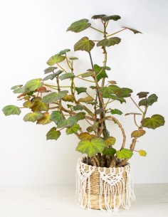 Elegancia en Verde: Begonia Boomer en Todo su Esplendor