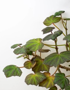 Elegancia en Verde: Begonia Boomer en Todo su Esplendor 2