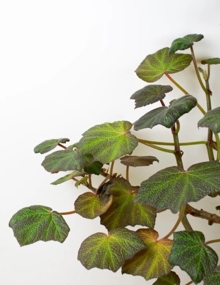 Naturaleza Chic: Begonia Boomer, la Tendencia Botánica