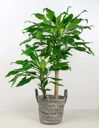 Eleva el Estilo de tus Macetas con Nuestra Cesta en Azul