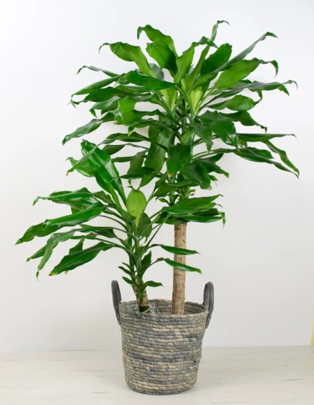 Eleva el Estilo de tus Macetas con Nuestra Cesta en Azul